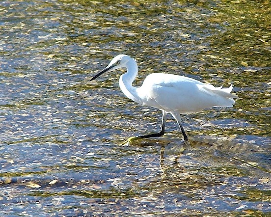 little egret